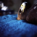 Monroe Musician Jeff Guidry's new book, An Eagle Named Freedom, is a