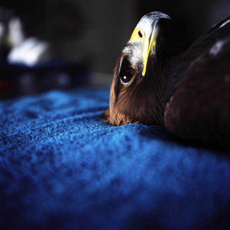 Monroe Musician Jeff Guidry's new book, An Eagle Named Freedom, is a