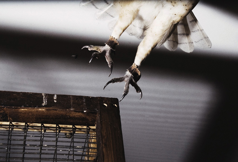 Monroe Musician Jeff Guidry's new book, An Eagle Named Freedom, is a