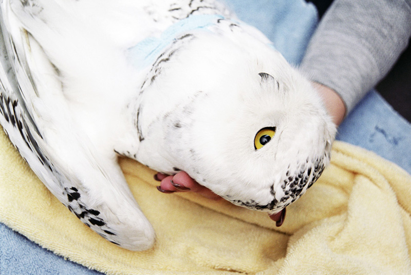This snowy owl traveled many miles from the Arctic and landed in Tacoma, Washington where she was found caught in a tree.  She came to Sarvey with extensive wing damage.  The wing was repaired using a pin to hold it together, she is now un realeasable and is a current member of the Sarvey Wildlife Education Team that travels throughout Washington state showing the birds