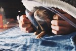 A Juvenile Cottontail Rabbit is euthanized at the Sarvey Wildlife Rehabilitation Center in Arlington Washington because of an unrepairable skin tear because of a cat attack.