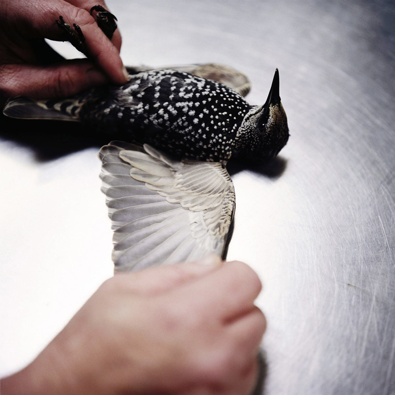 A Starling lays on the med room table at The Sarvey Wildlife Care Center in Arlington Washington.