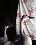 A Trumpeter swan, a duck and a goose roam freely at The Sarvey Wildlife Care Center in Arlington, Washington.