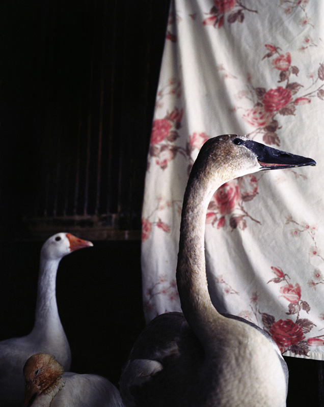 A Trumpeter swan, a duck and a goose roam freely at The Sarvey Wildlife Care Center in Arlington, Washington.