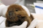 There's absolutely nothing cuter on this earth than an itty bitty baby Beaver. Though, there are nine other babies that are gnawing at its heels.