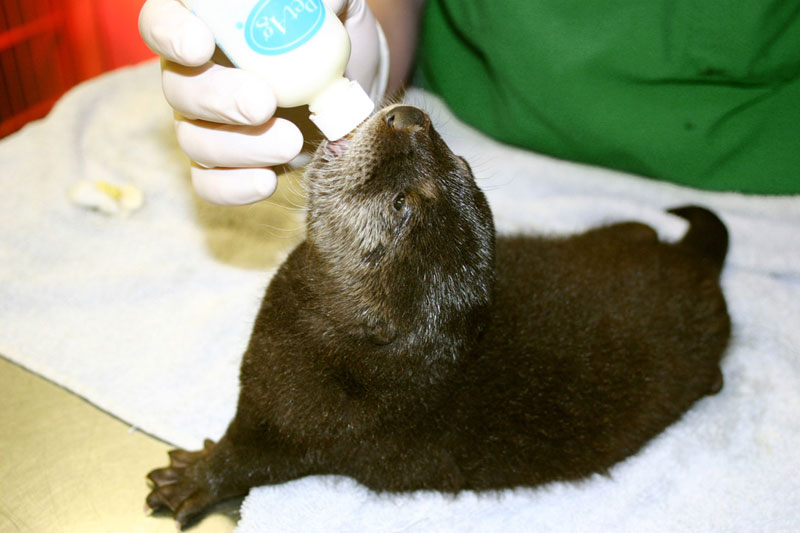 A baby otter makes it on the list of Seattle's 10 Cutest Wild Babies.