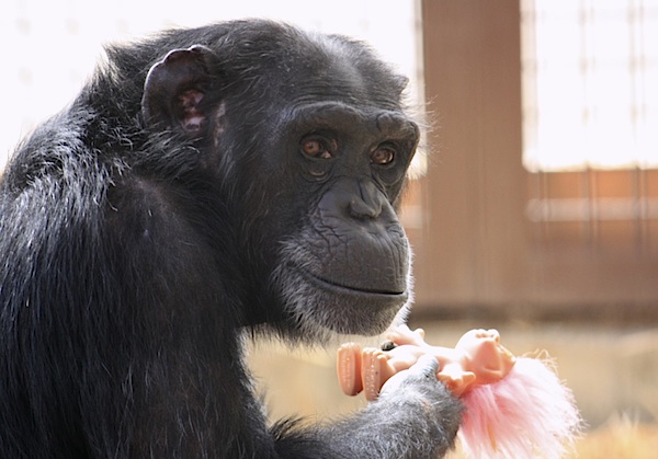 The heartbreaking story of Foxie, a recently rescued former lab chimpanzee now living in Cle Elum, and her adopted kids.