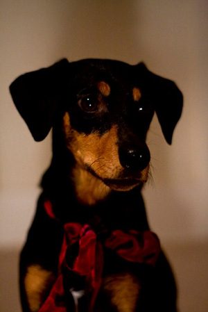 The lovely James - taste-tester for Seattle's Top Five Wieners (As Chosen by a Wiener Dog) and cutest Wiener dog mix ever.