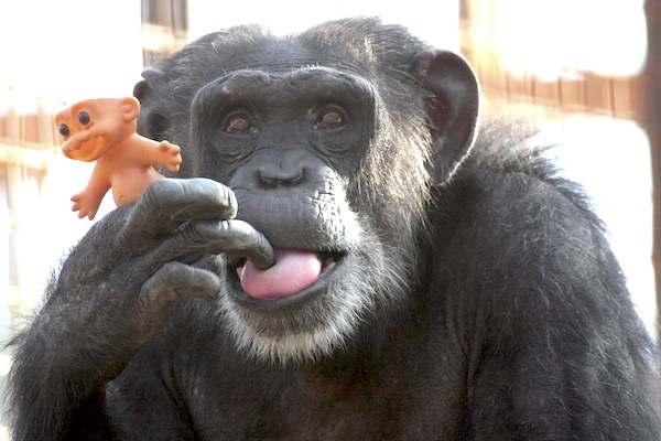 The world once went gaga over a gorilla named Koko and her