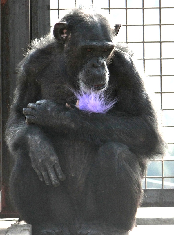 The world once went gaga over a gorilla named Koko and her