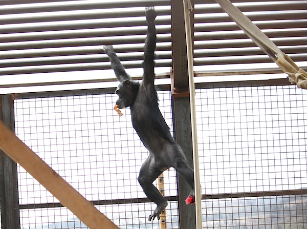 The world once went gaga over a gorilla named Koko and her