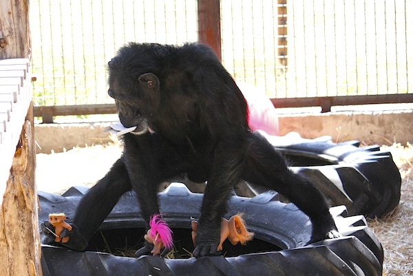 The world once went gaga over a gorilla named Koko and her