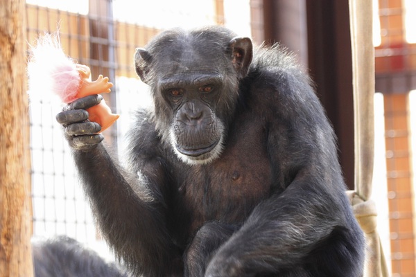 The world once went gaga over a gorilla named Koko and her