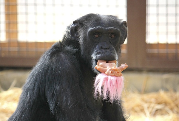 The world once went gaga over a gorilla named Koko and her