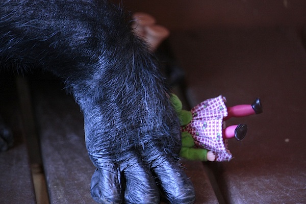 The world once went gaga over a gorilla named Koko and her