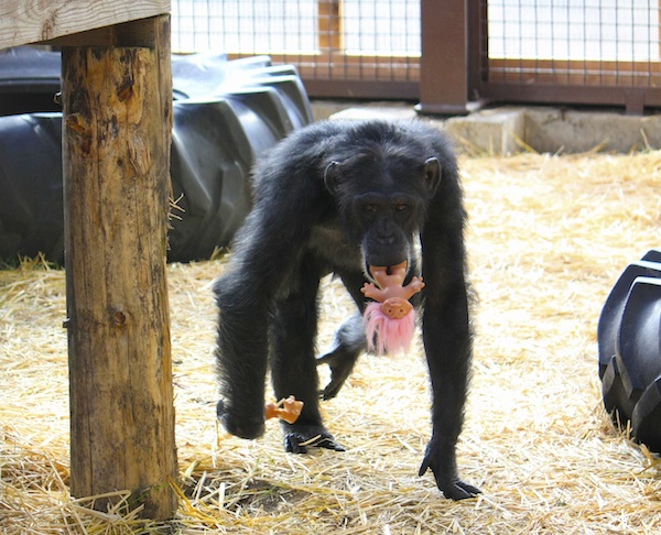 The world once went gaga over a gorilla named Koko and her