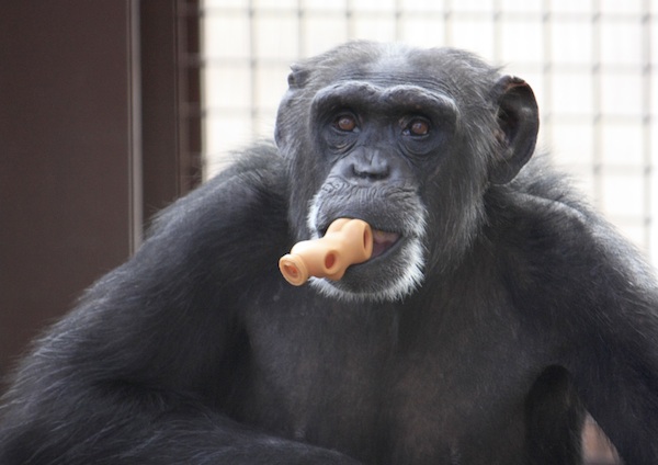 The world once went gaga over a gorilla named Koko and her