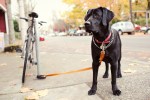 Otis, an 11 month old black Lab, likes to sing along with his the harmonica.  Madrona is his hood'.