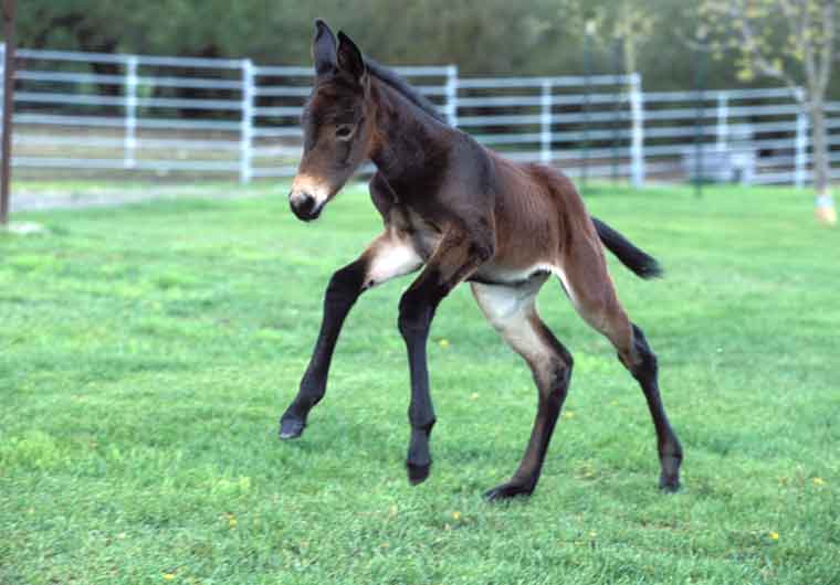 Idaho Gem: Earth's First Cloned Mule is not an official graduate of the University of Idaho, but was born/bred by there. Gem's a household name, a diplomat, and isn't afraid to cross party fences to get things done, or to tear up the neighbor's lawn. The party couldn't live with vice president that looked so much like the Democrats' Donkey.