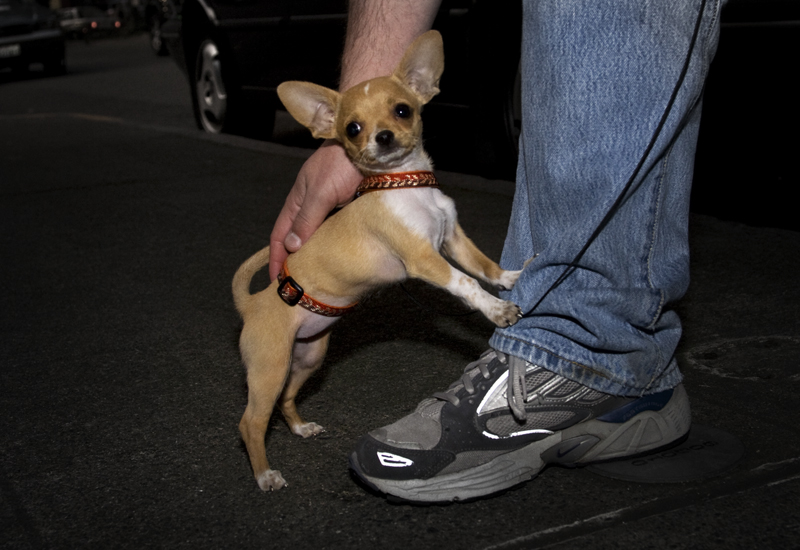 Meet your new mini friend: Molly!