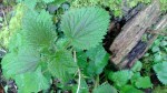 It’s the season for nettles. Right now, while they are young and