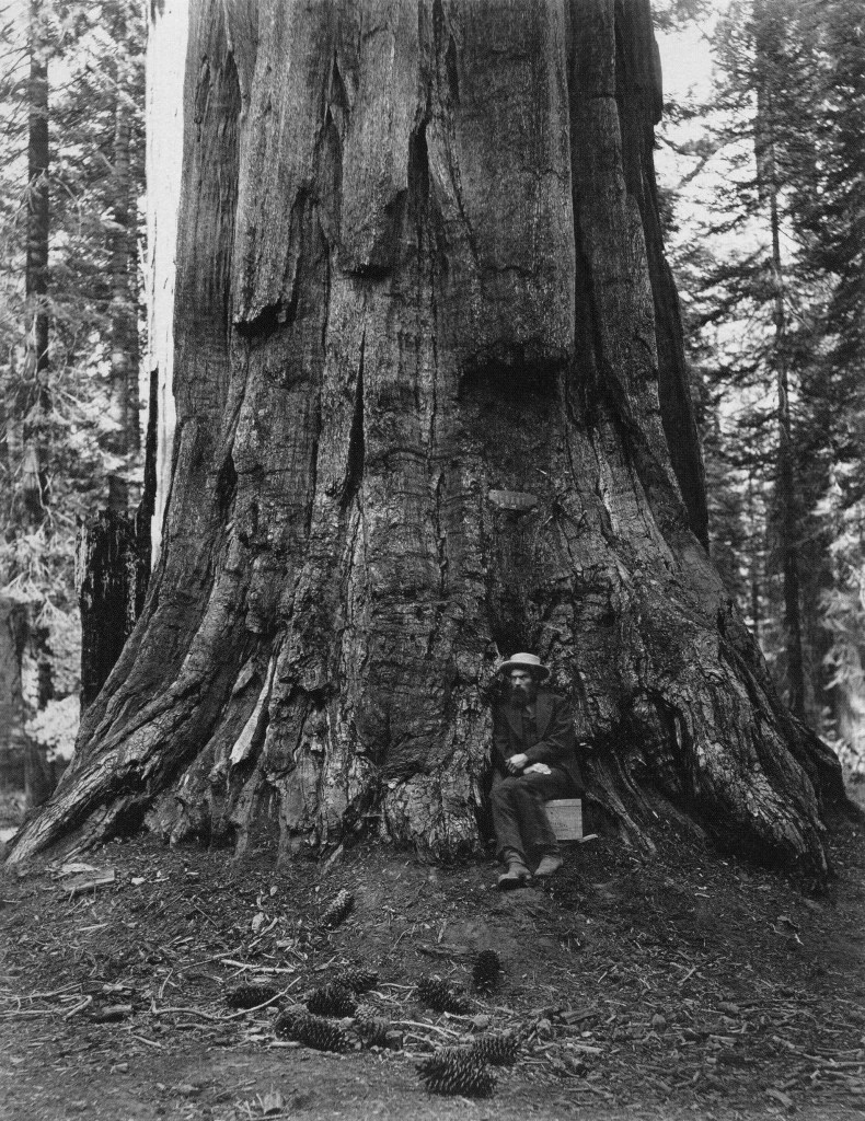 Muybridge is remembered at NWFF.