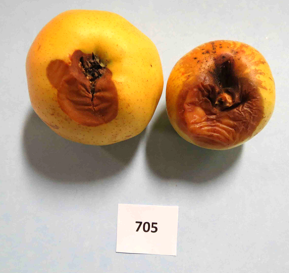 Contrary to fears expressed by GMO skeptics, the Arctic apple does brown if it is rotten.