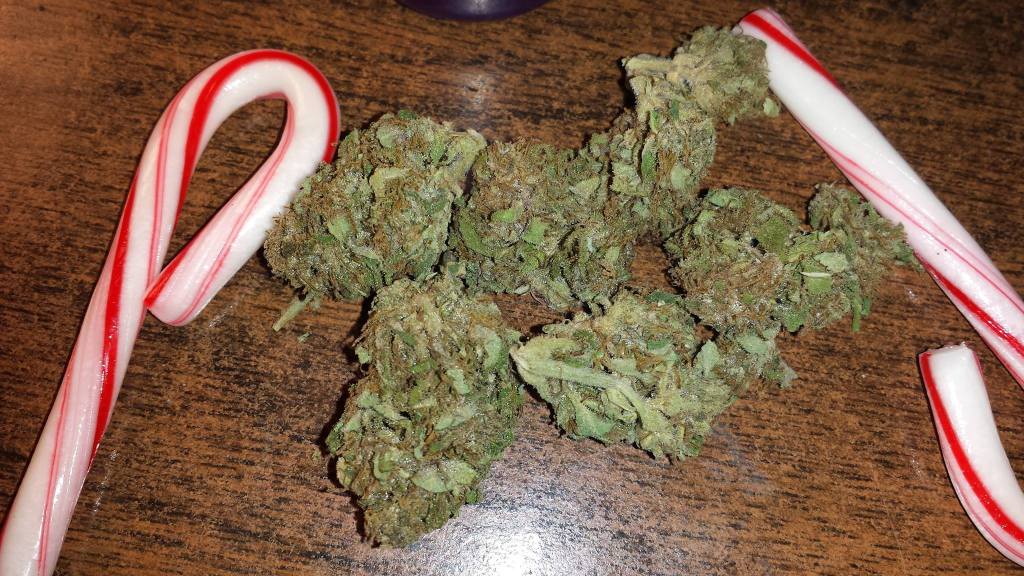A festive Chocolope.