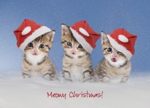 In an effort to promote shelter pet adoption and raise awareness of