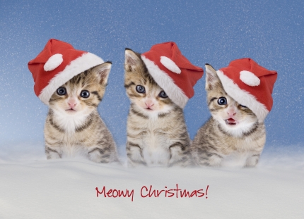 In an effort to promote shelter pet adoption and raise awareness of