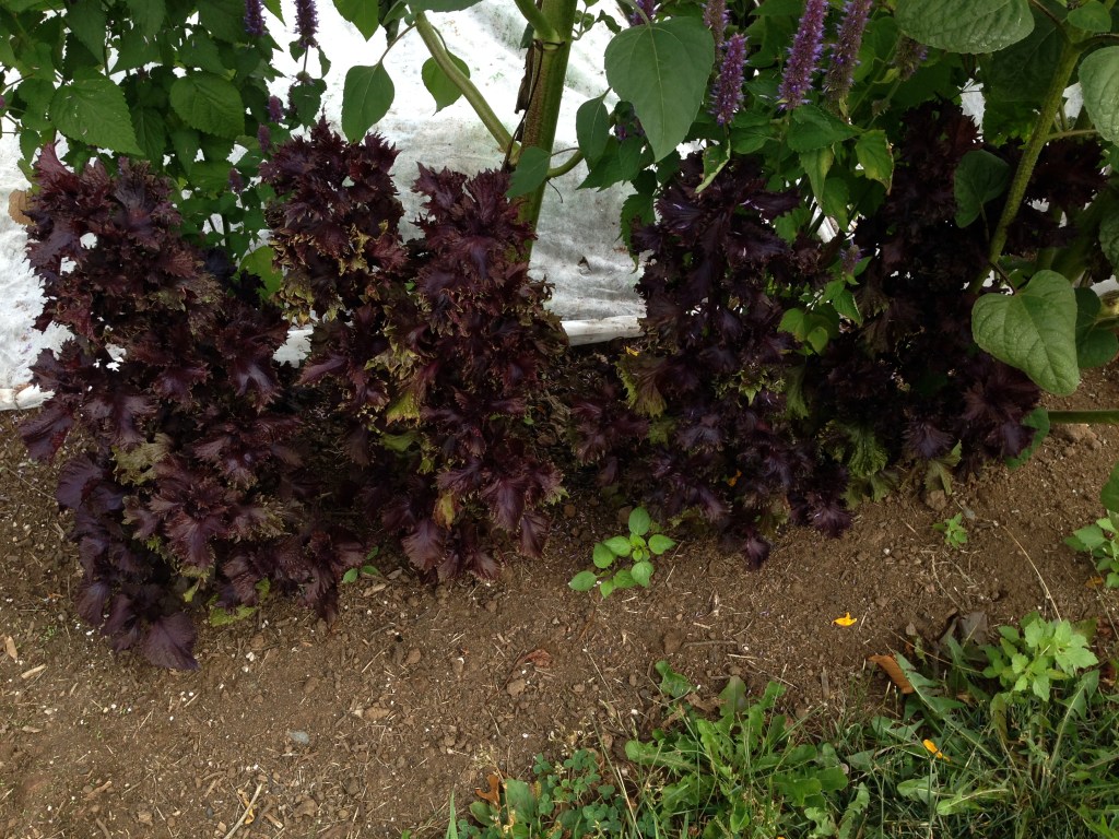 Red Shiso making an appearance. Photo by Nicole Sprinkle
