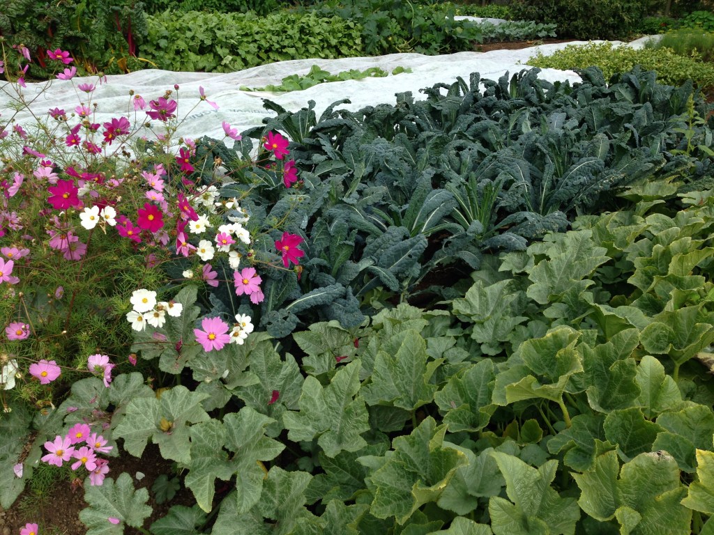 Tasty greens and beautiful flowers growing lush. Photo by Nicole Sprinkle
