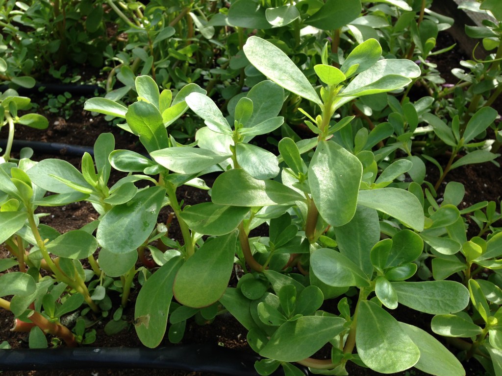 Purslane in there as well. Photo by Nicole Sprinkle