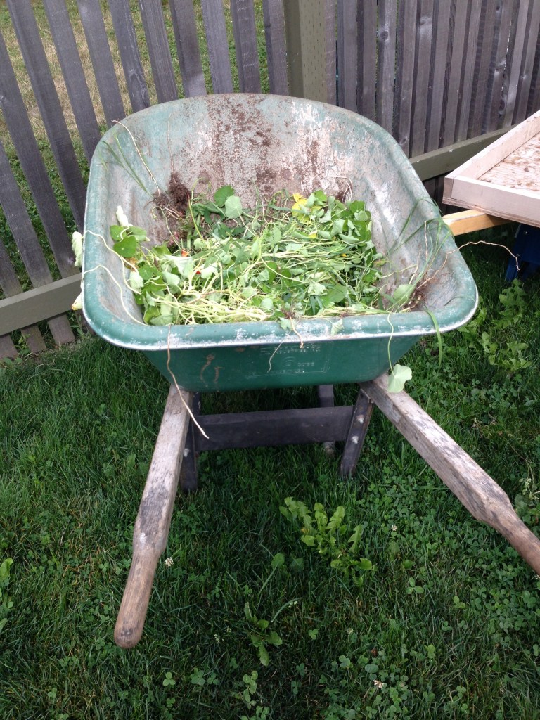 A wheel barrow of goodness at the Inn's farm.  Photo by Nicole Sprinkle
