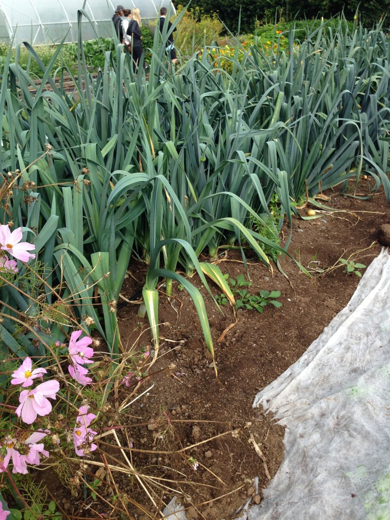 Leeks growing nearby.  Photo by Nicole Sprinkle
