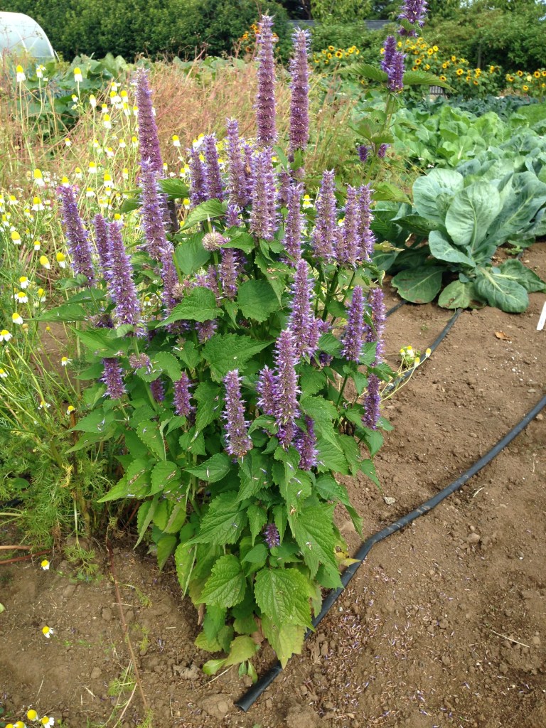 Came across some more lovage. Photo by Nicole Sprinkle