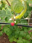 Raspberries showing off lovely color. Photo by Nicole Sprinkle