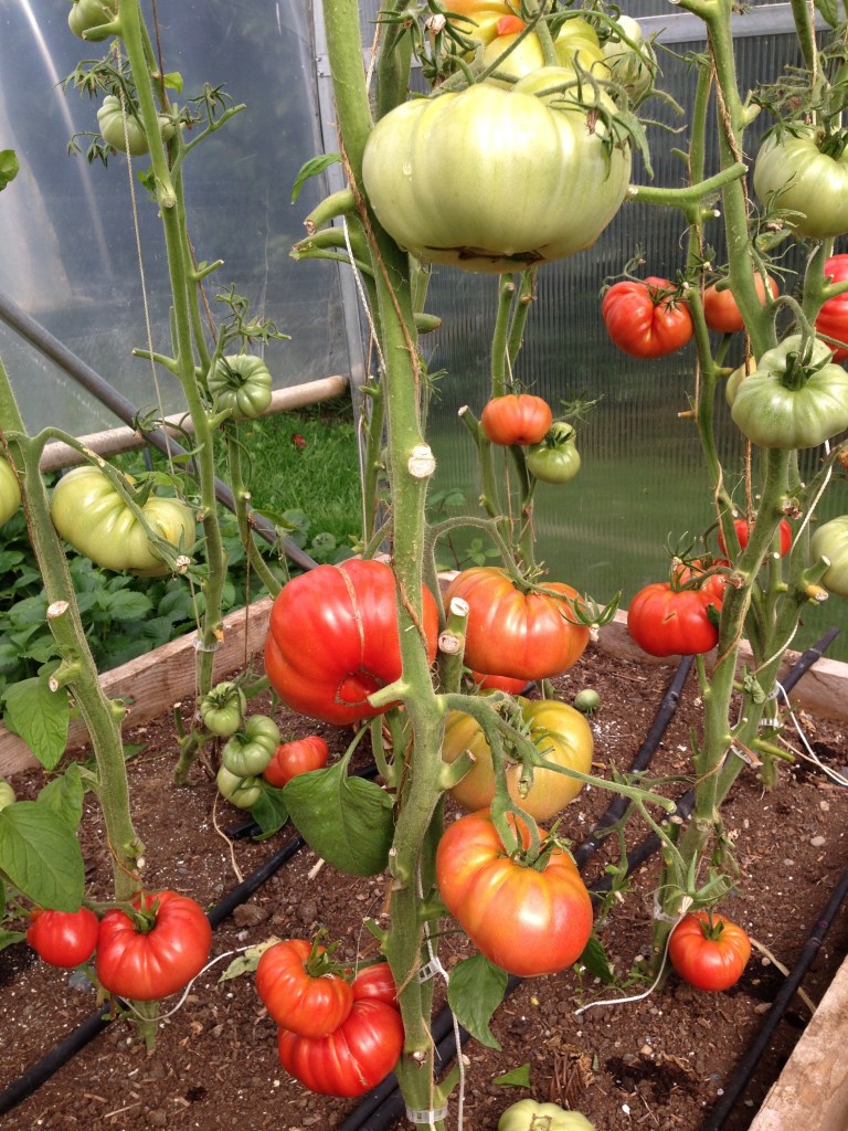Tomatoes ripening in the garden.  Photo by Nicole Sprinkle