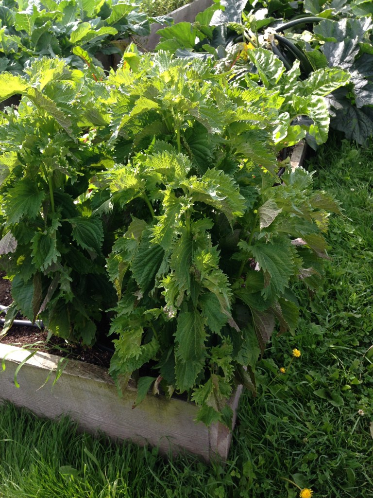 Shiso looking lovely.  Photo by Nicole Sprinkle
