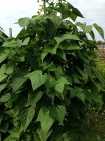 Found some lovage growing as well.  Photo by Nicole Sprinkle
