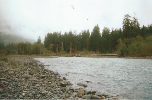 This photo I took of the Hoh Rainforest is probably not worth $1500.