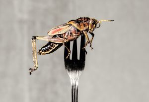 Meeru Dhalwala will forever remember the orange roughy dish she prepared years