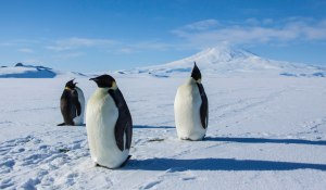 There will be penguins.Anthony Powell/Music Box Films