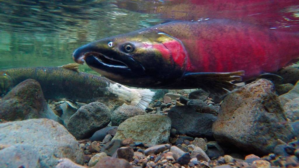 Climate Change Could Kill Salmon’s Sense of Smell