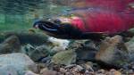 Climate Change Could Kill Salmon’s Sense of Smell