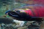 Climate Change Could Kill Salmon’s Sense of Smell