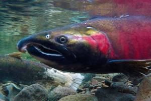 Climate Change Could Kill Salmon’s Sense of Smell