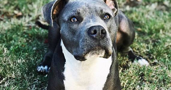 Proposal: Let Washington Dog Owners Appeal ‘Dangerous’ Breed Bans