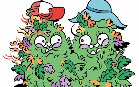 The Many Genders of Cannabis