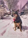 Varo, a 14-year-old German shepherd labrador mix, is pictured Monday on a snowy Fremont street. Photo courtesy of Kristin Byrne